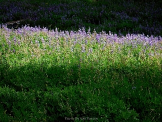 Lupin still blooming