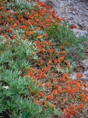 An interesting looking flowering plant