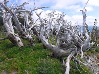 Reach the ghost forest elevation