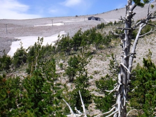 Back down looking up at the chair lift