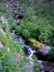 Babbling brook along the Timberline Trail