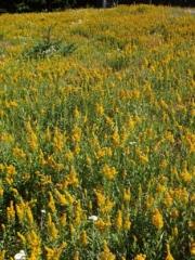 Back down to field of golden rod
