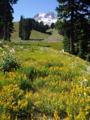 Scenic meadow views of Mt. Hood