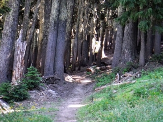 A nice old growth forest on Bear Grass Trail