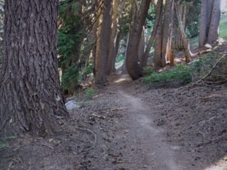 With the fires there are not many of these old growth areas left