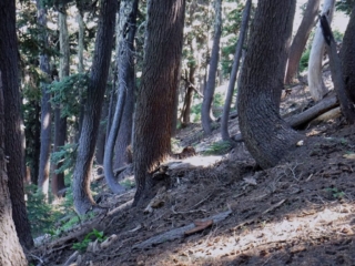 The area of the bent trunk forest