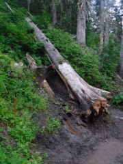 Example of trail damage