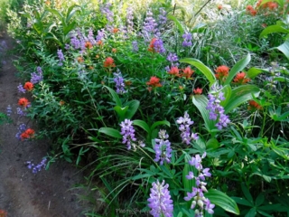 Lots of blooming flowers