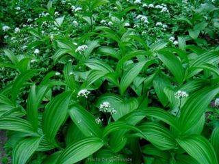 False Hellebore and Sitka Valeriam