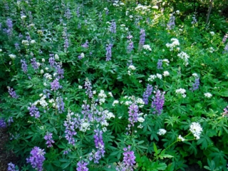Lupin and Sitka Valerian