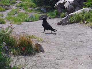 A crow upset that I would not share my lunch