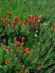 Indian Paintbrush
