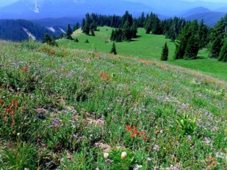 Heading back down to Paradise Park