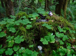 WildwoodBLM_DSCF9156