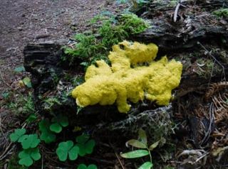 WildwoodBLM_DSCF9159