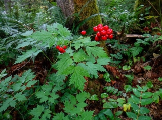 The red berries caught out eyes. Red Baneberry, Actaea Rubra