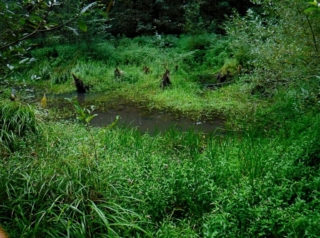 Stumps from what they called the ghost forest