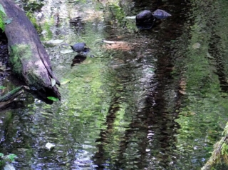 We watch a Dipper bird for a while. It looks like a rock.