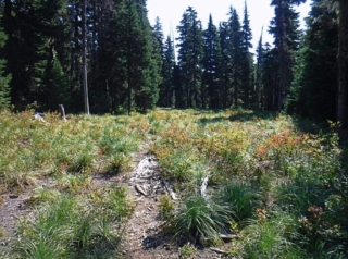Passing one of meadows at the start
