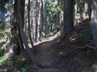 Trail leading through the woods