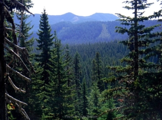 An opening in the trees for a view