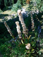 All of the plants have gone to seed