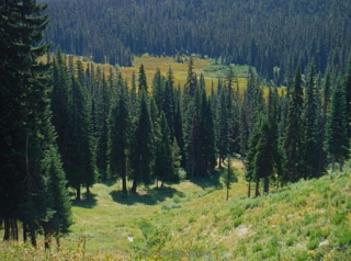 A view down to one of the natural meadows