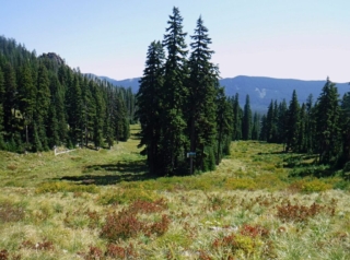 All of the flowers are gone from the ski runs