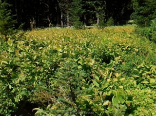 The false Helleborine is fading and it stinks
