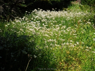 The Pearly Everlasting live on