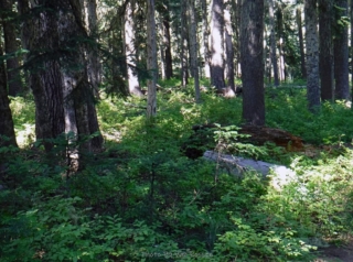 Forest floor covered in huckleberry bushes
