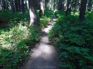 Huckleberry bushes with berries line the trail