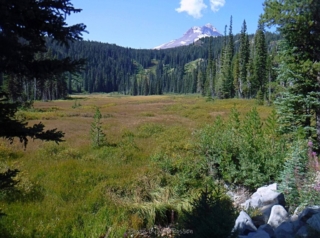 A view of the meadow and Mt Hood