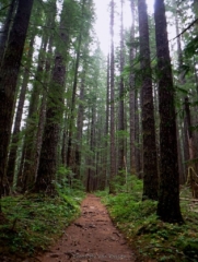 Trail through the trees