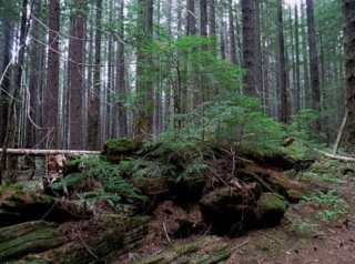 An ancient cider is now a nurse log