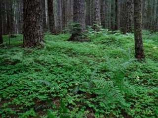 A green forest floor