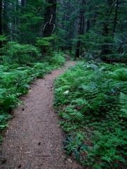 Trail winding through the trees