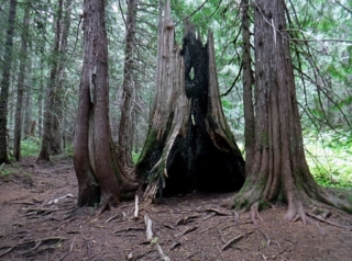 Cedar trunk remains from the fire that gave this place its name