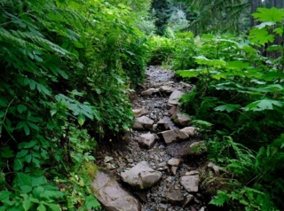 The stream is the trail