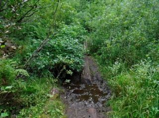 The turnpikes have covered by brush