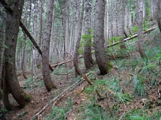 A large patch of crocket trunk forest