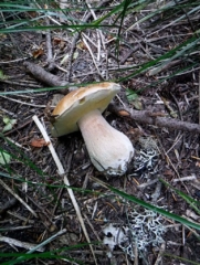 Mushroom season and I found a King Bolete on the trail