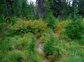 Often the trail ends at bush you have to push through