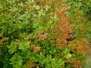 Fall colors are starting to set in