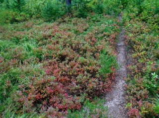 In Indian Heaven this blueberry bush produce berries that taste like candy