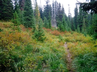 Trees are starting to encroach on the berry fields