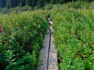 Boards over the out flow of Burnt Lake