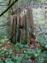 An old cedar stump with a spring board notch shows the area was logged out