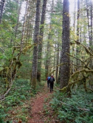 Hiking through the new trees that are not cedar.
