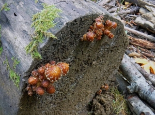 There were some fungi out